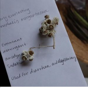 Pearly Everlasting seeds